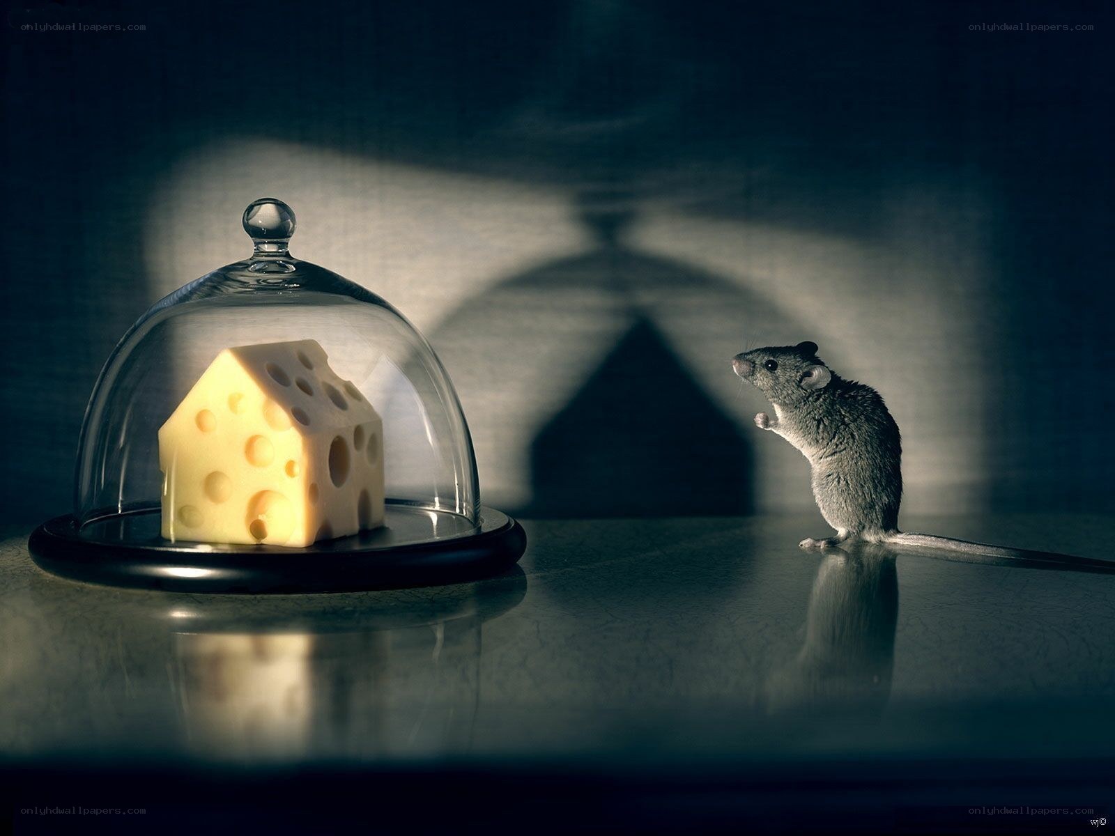 mouse and cheese under glass