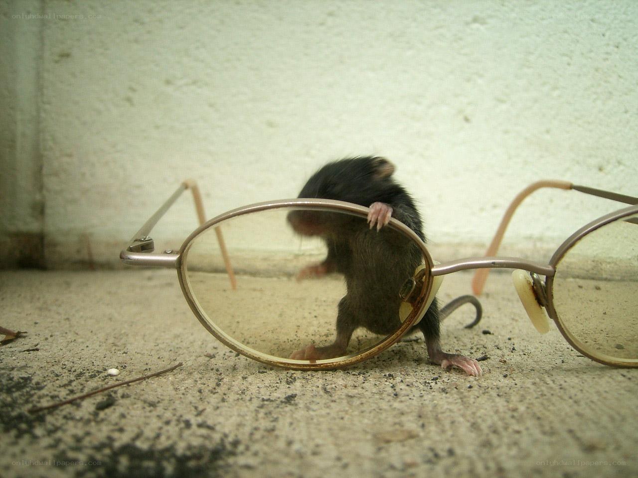 mouse behind glasses