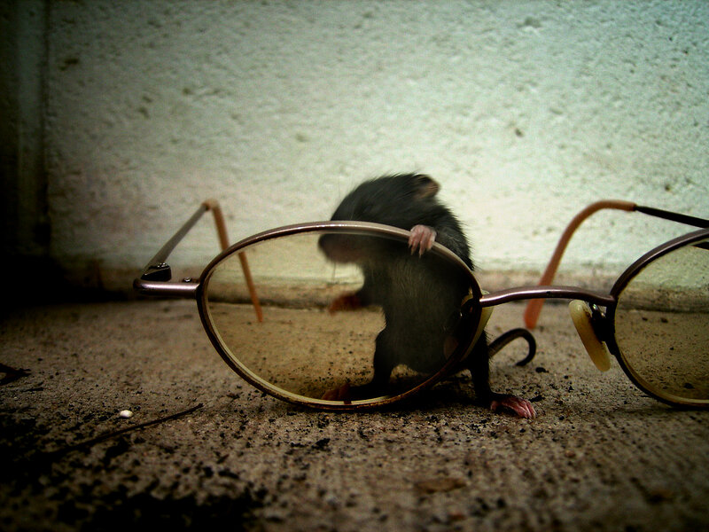 Mouse Behind Glasses — Gray