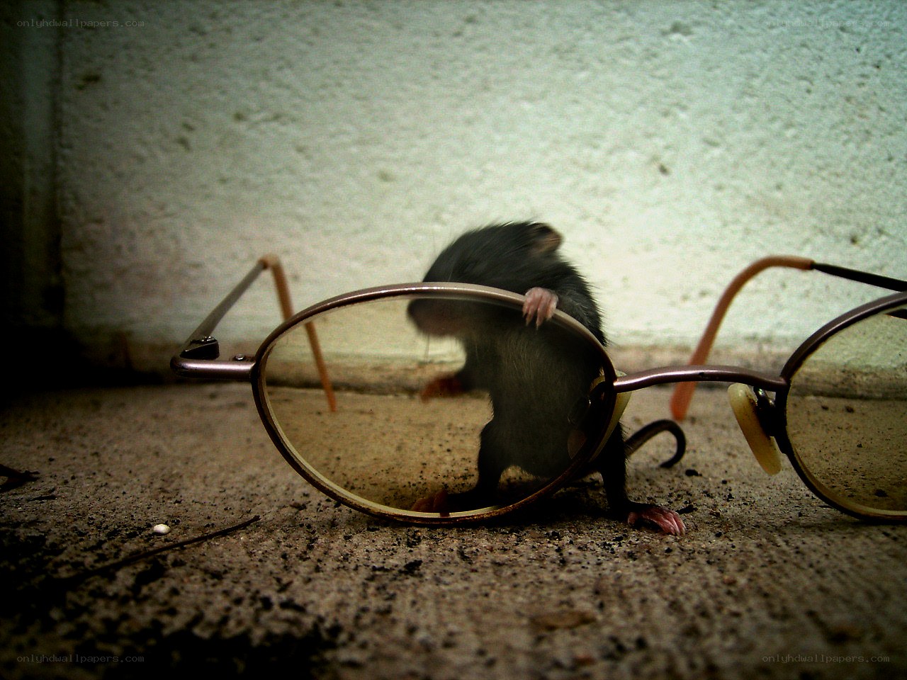 mouse behind glasses