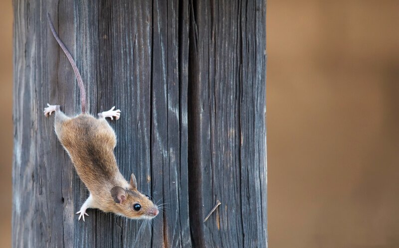 Mouse Climbing Wood