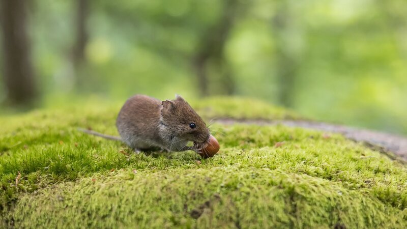 Mouse Eating Acorn