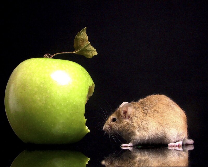 Mouse Eating Apple — Green