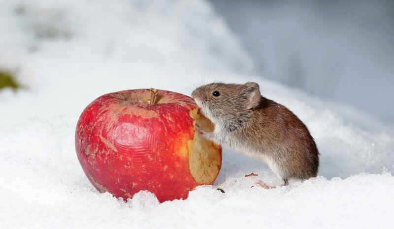 Mouse Eating Apple — Red