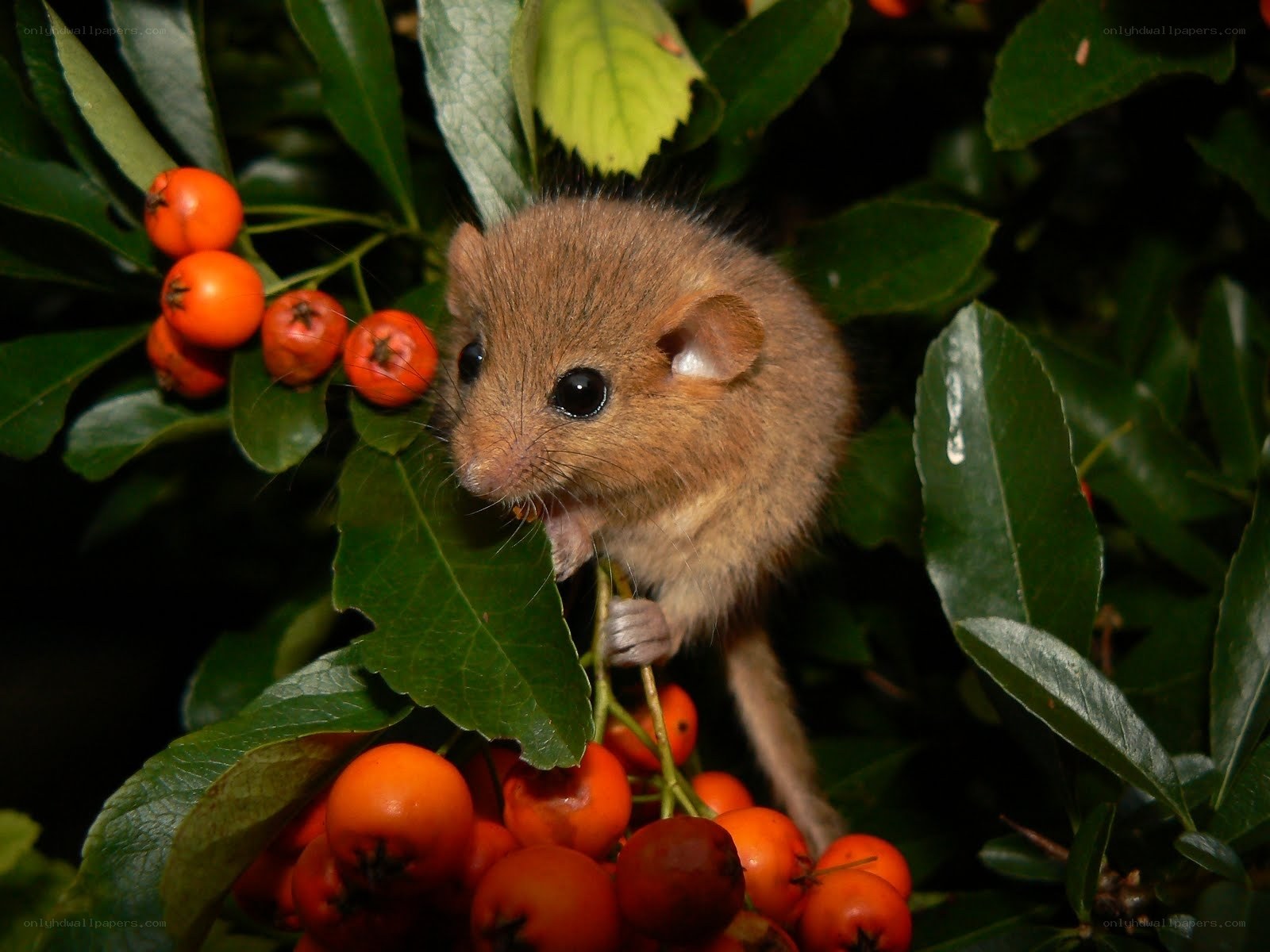 Mouse eating berries