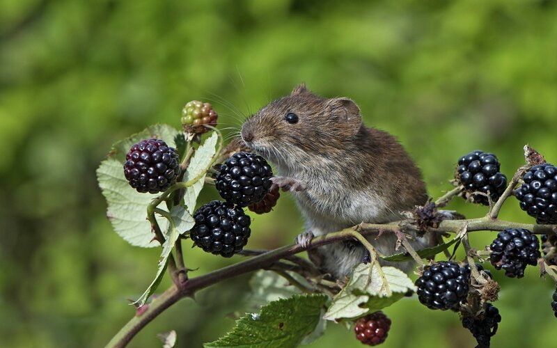 Mouse Eating Blackberries — Green
