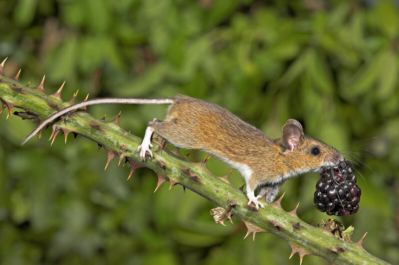 Mouse Eating Blackberry