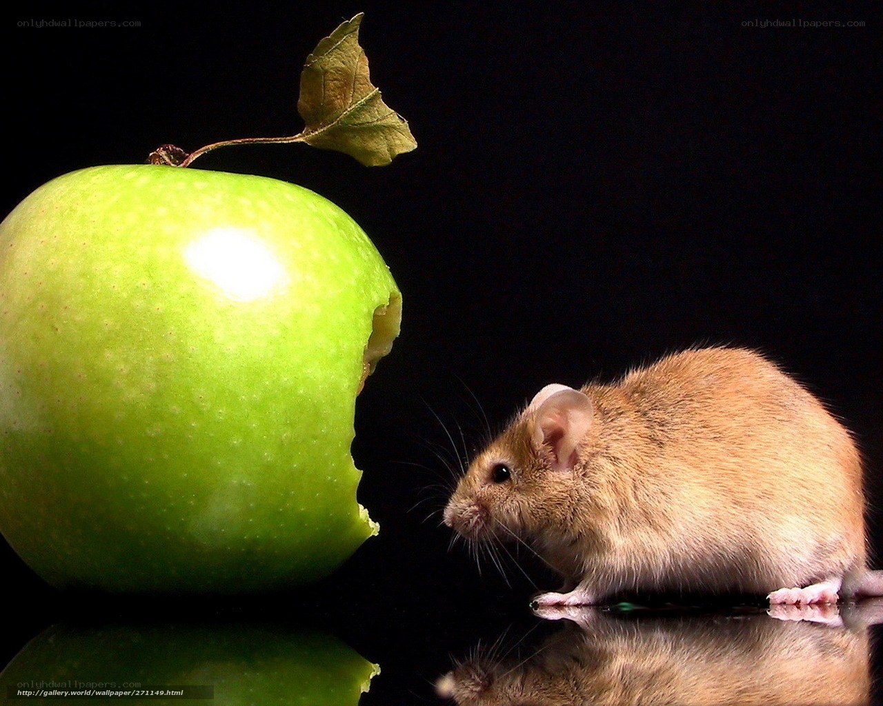 mouse eating green apple
