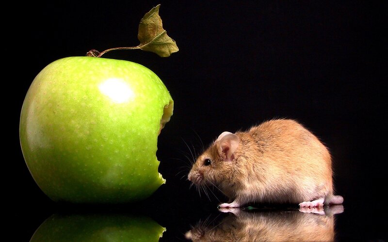 Mouse Eating Green Apple — Dramatic, Photograph, Leaf