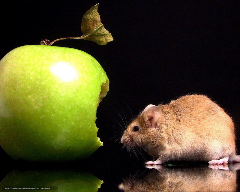 Mouse Eating Green Apple — Dramatic, Photograph