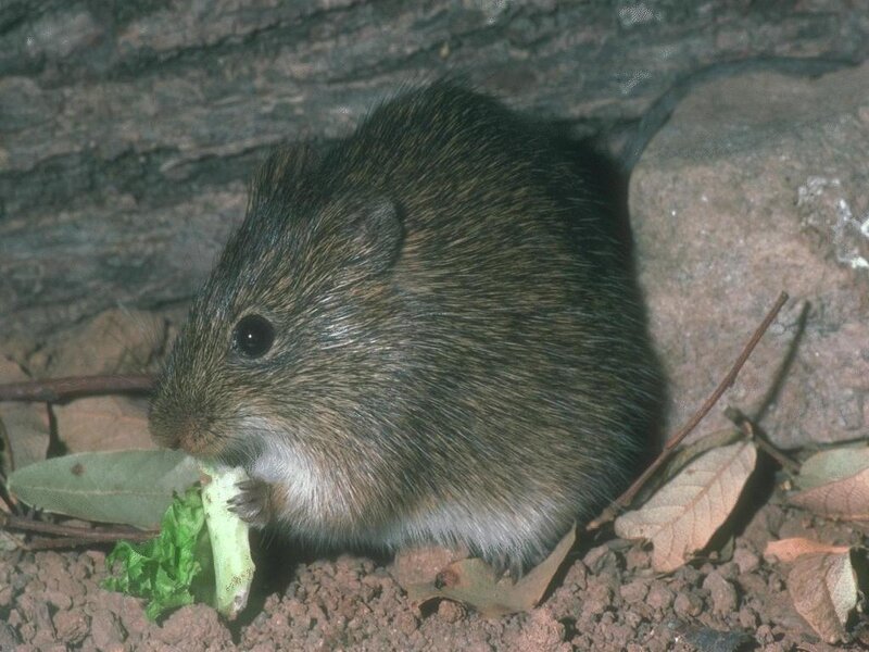 mouse eating leaf