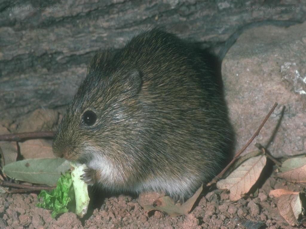 mouse eating leaf
