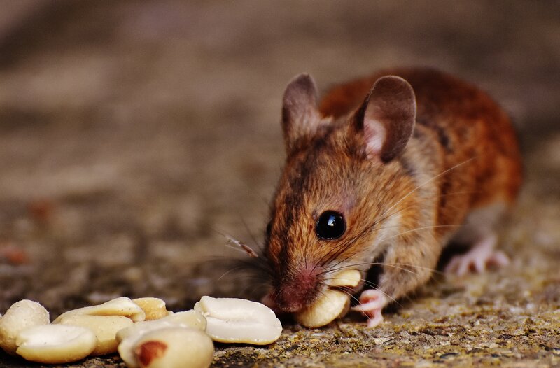 mouse eating peanuts