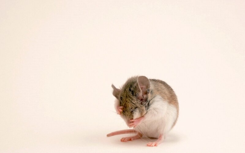 Mouse Grooming Itself