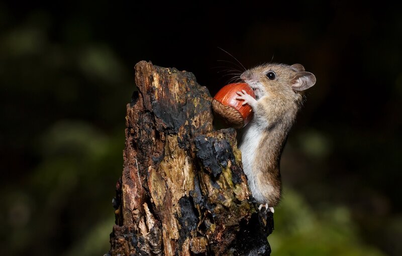 Mouse Holding Acorn — Brown