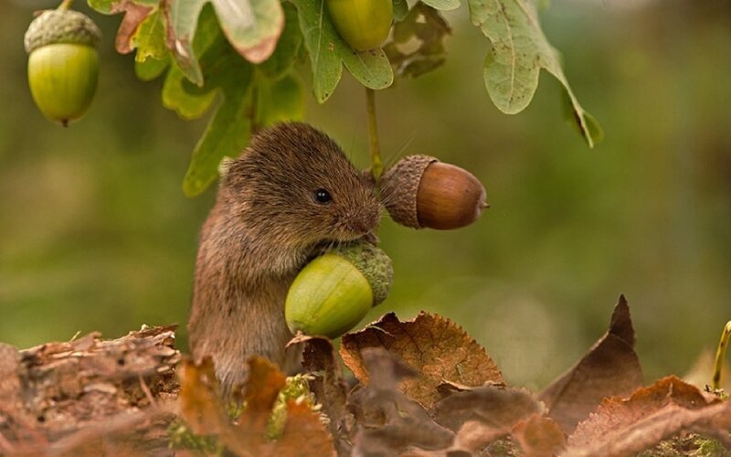 Mouse Holding Acorn