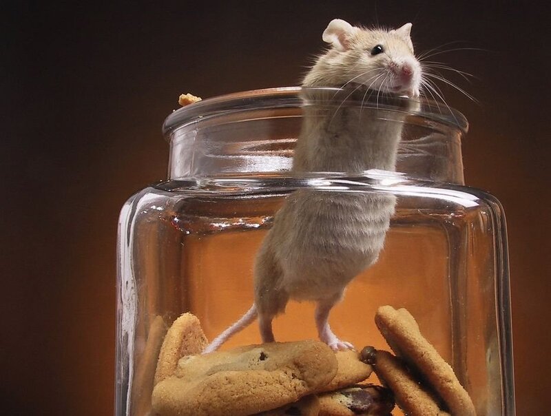 mouse in a cookie jar