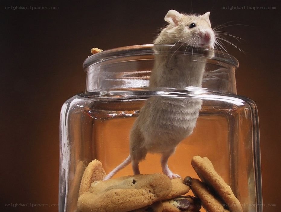 mouse in a cookie jar