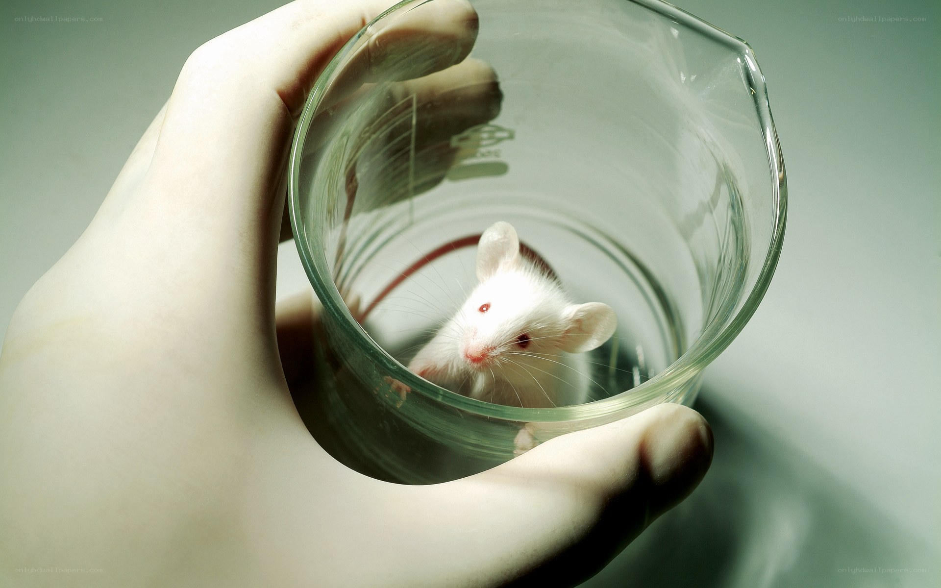 Mouse in a glass beaker