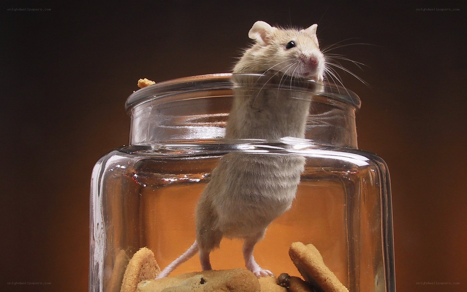 mouse in a glass jar