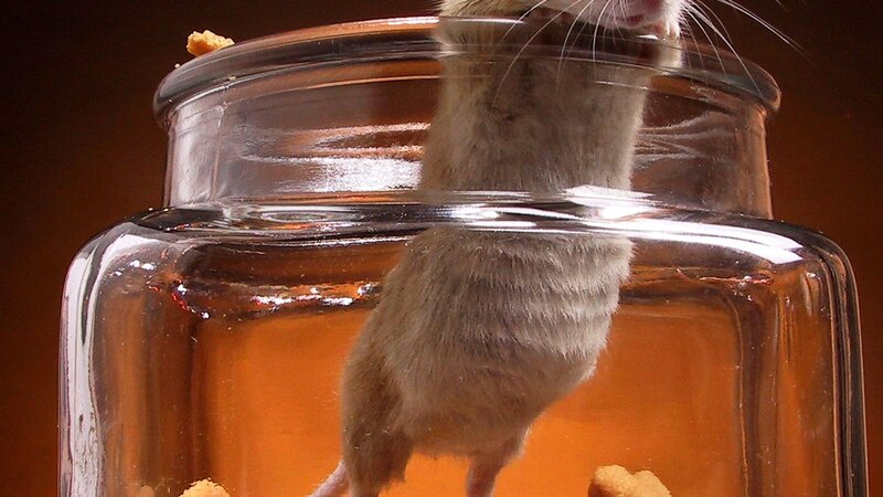 mouse in a jar