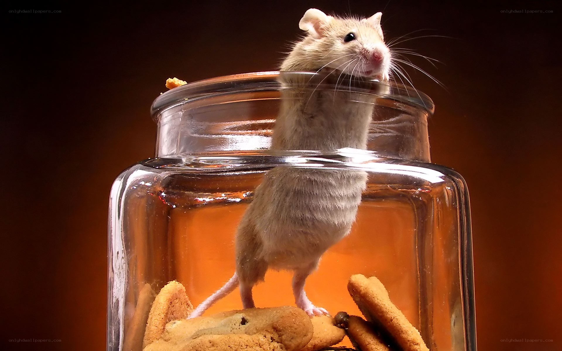 mouse in a jar with cookies