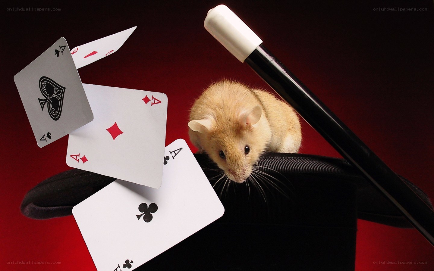 mouse in a magician's hat