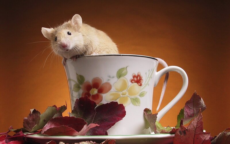 mouse in a teacup