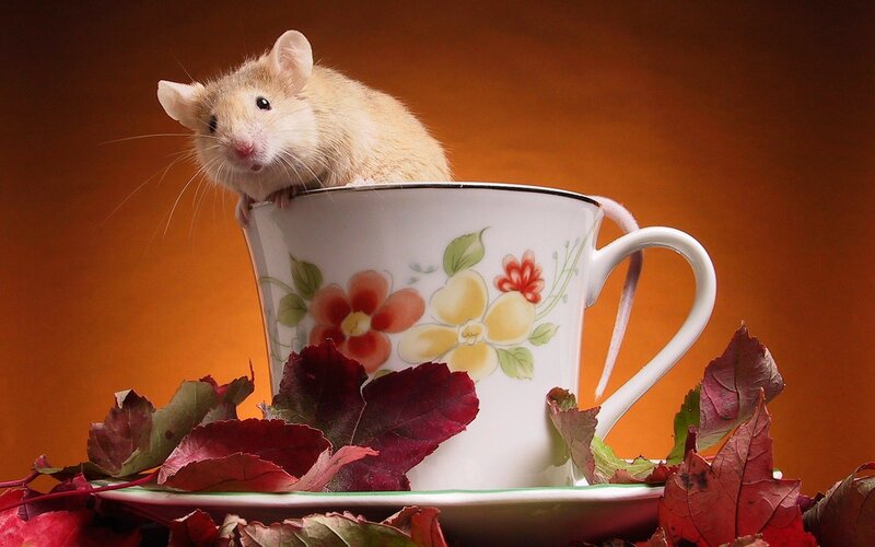 Mouse in a Teacup — Orange, Calm, Autumn, Photograph