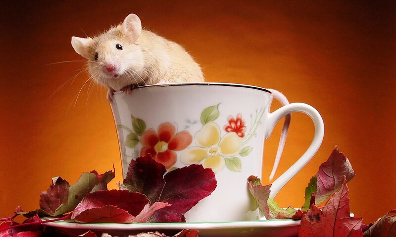 Mouse in a Teacup — Orange, Calm