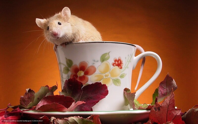 mouse in a teacup