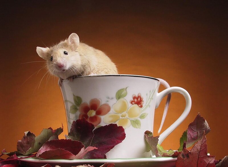 Mouse in a Teacup — White, Calm, Autumn