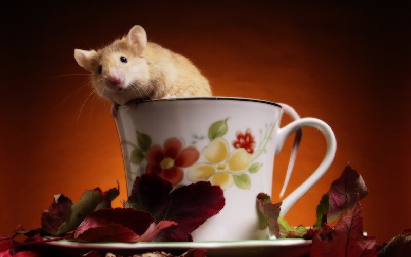 Mouse in a Teacup — White, Dramatic