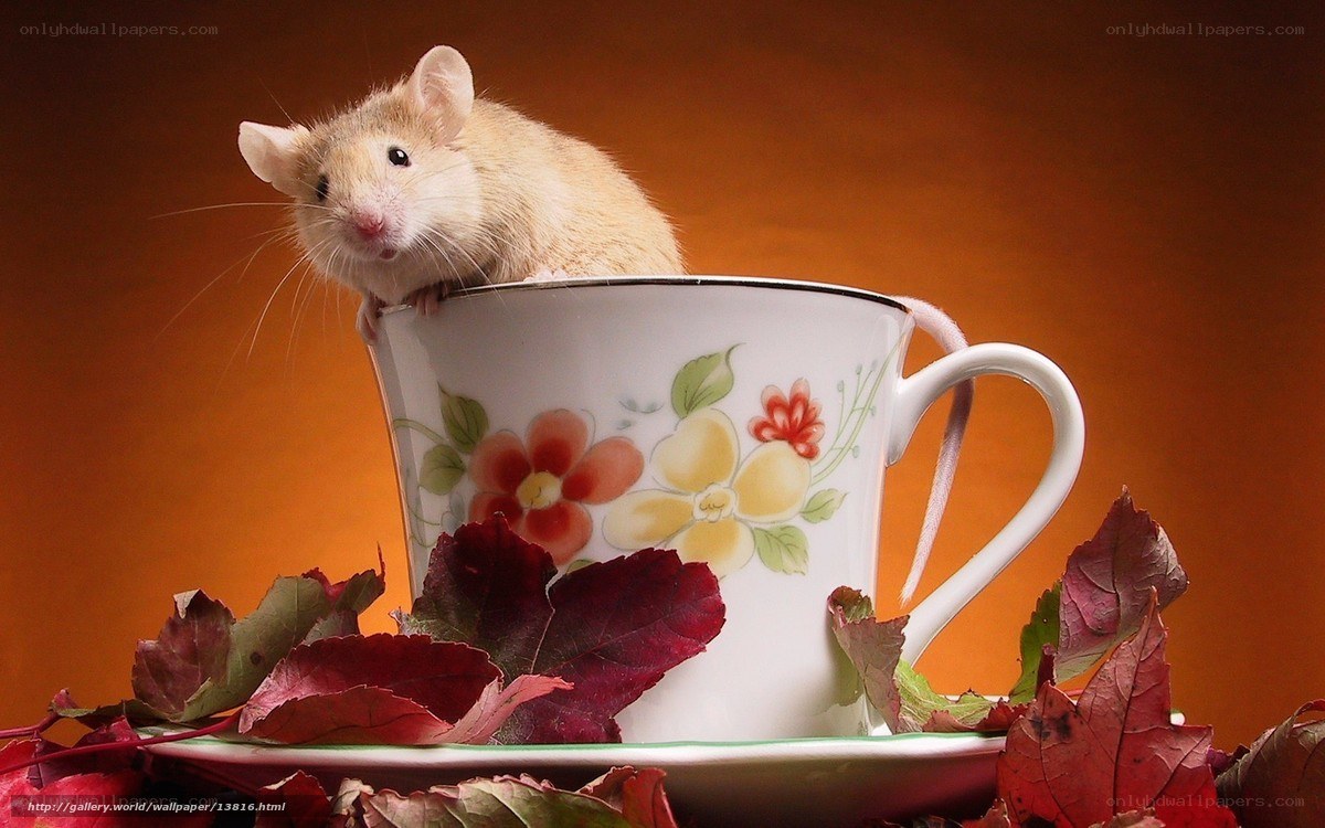 mouse in a teacup