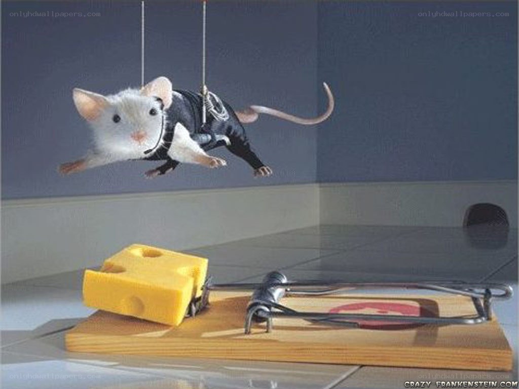 mouse in a trap