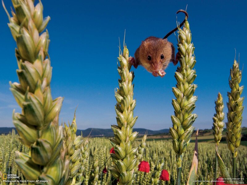 Mouse in a wheat field