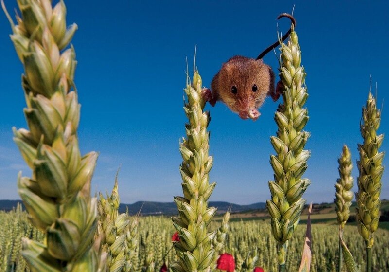 Mouse in a wheat field