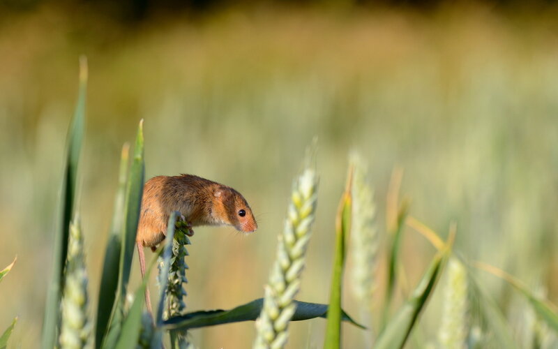 Mouse in a wheat field