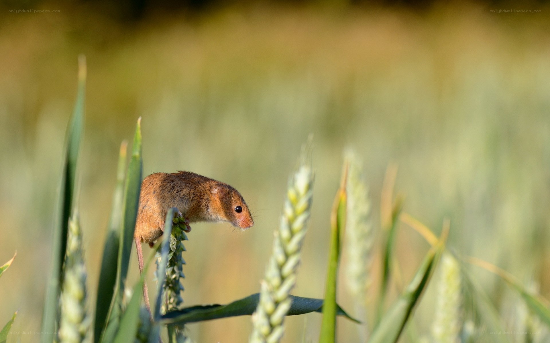 Mouse in a wheat field