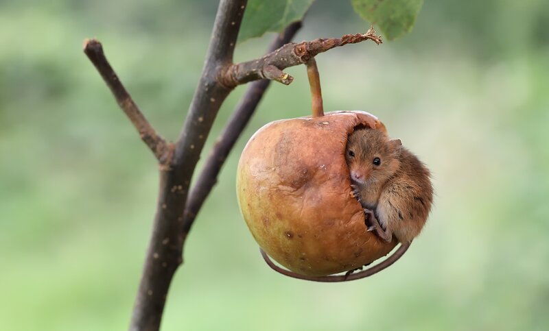 Mouse in Apple