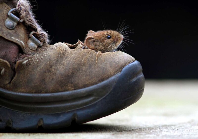 Mouse in Boot