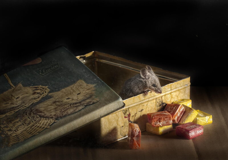 Mouse in Candy Tin