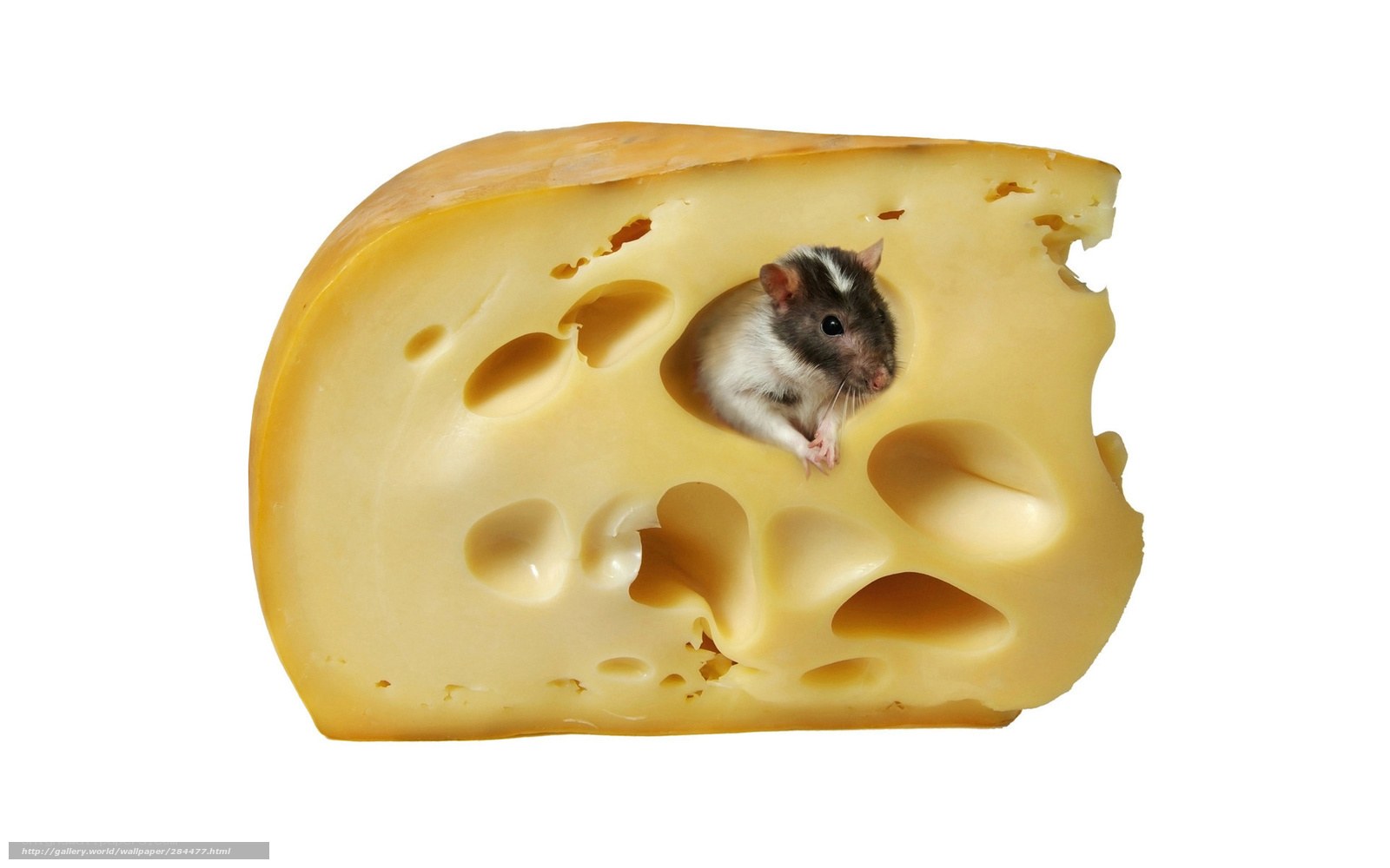 mouse in cheese hole