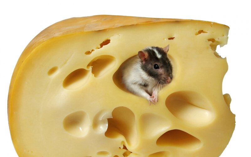 Mouse in Cheese