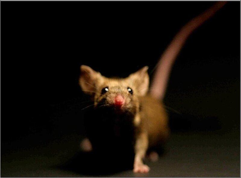 mouse in dark environment