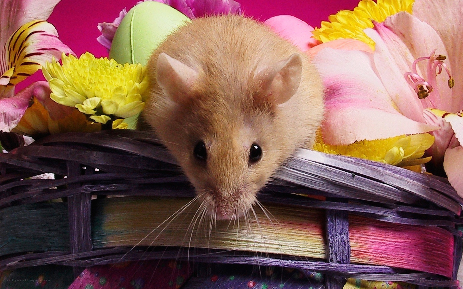 mouse in floral basket