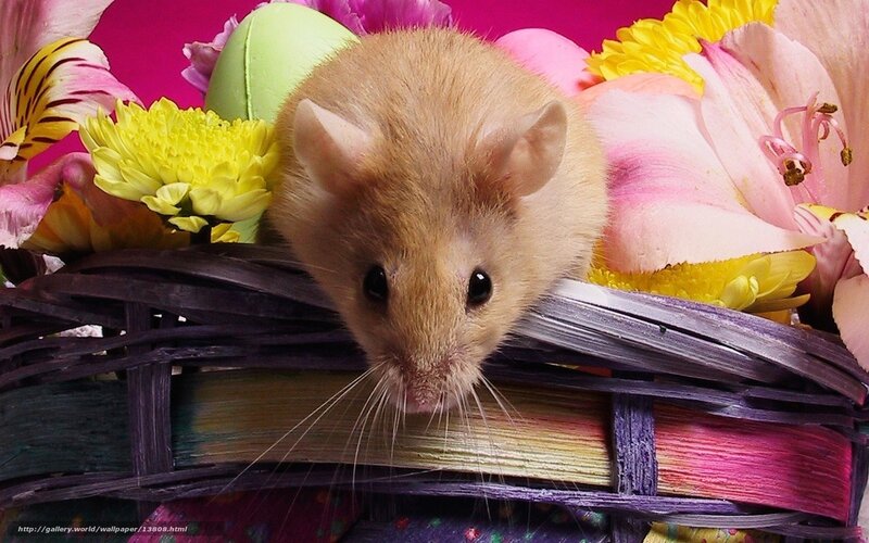 mouse in floral basket