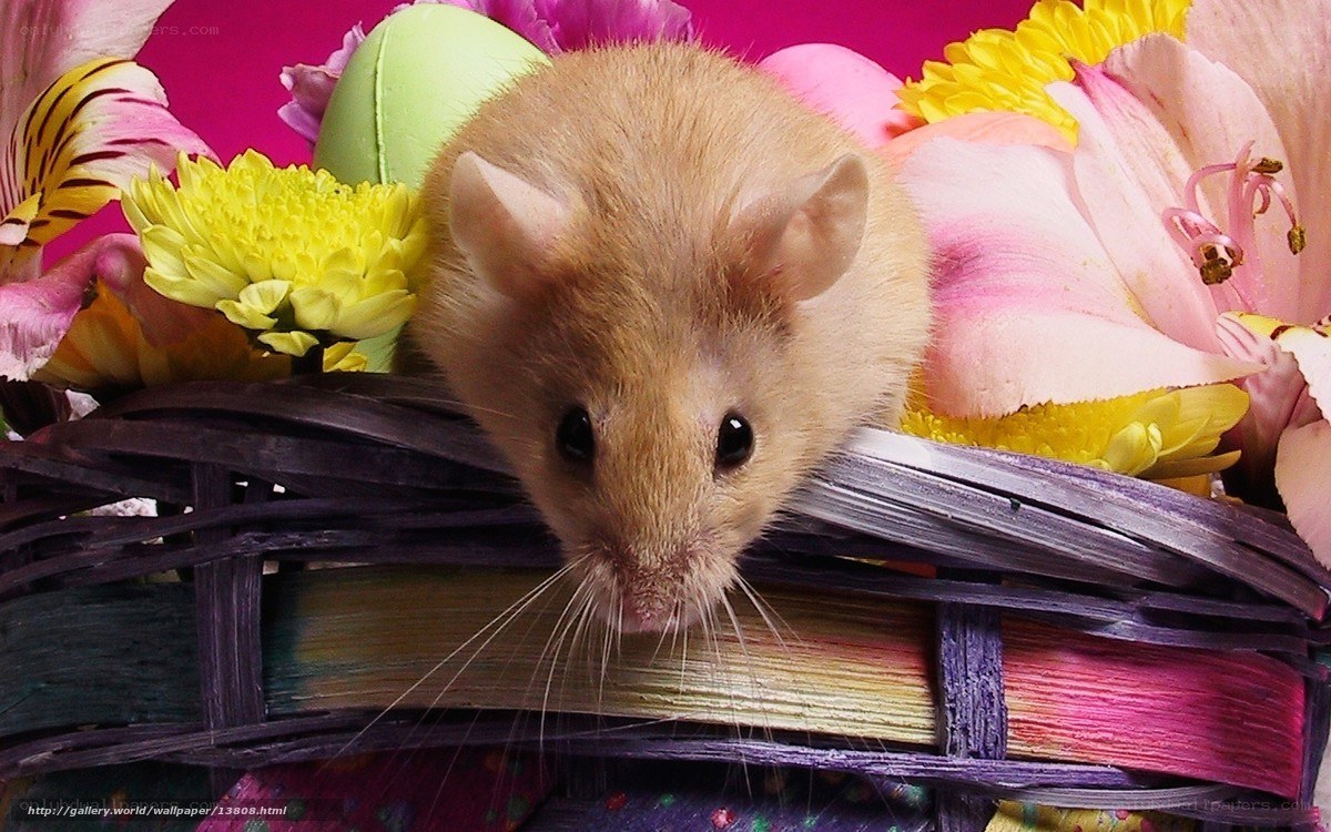 mouse in floral basket