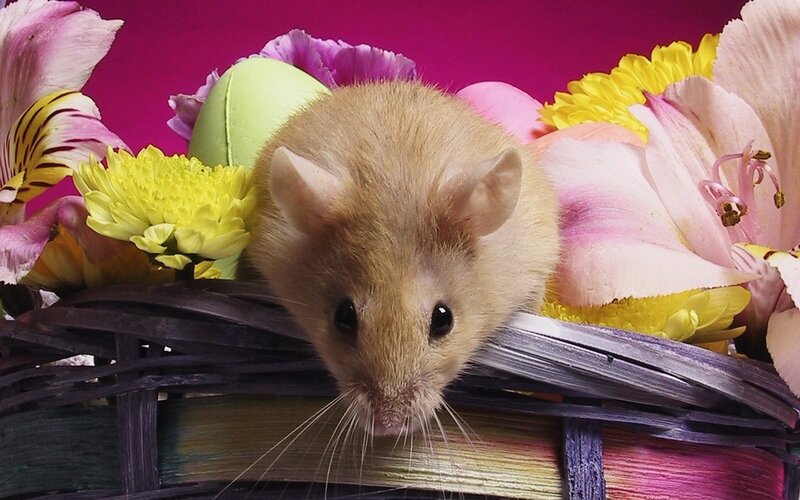 mouse in flower basket
