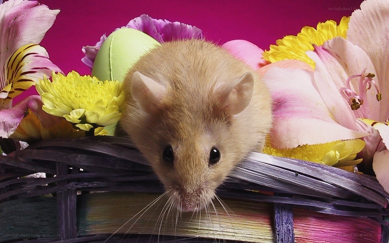 mouse in flower basket